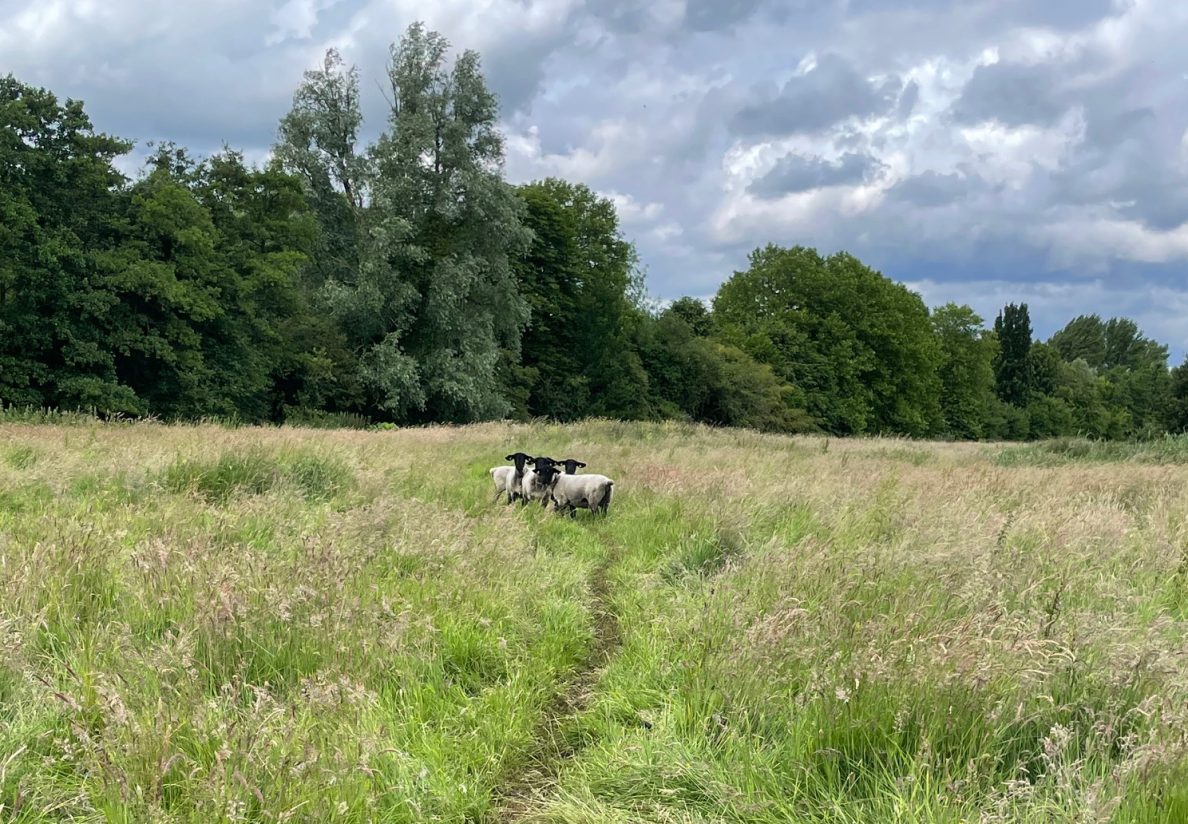 Schaap op zijn rug: help!